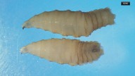 What is the New World screwworm? U of A lab to screen for dangerous fly