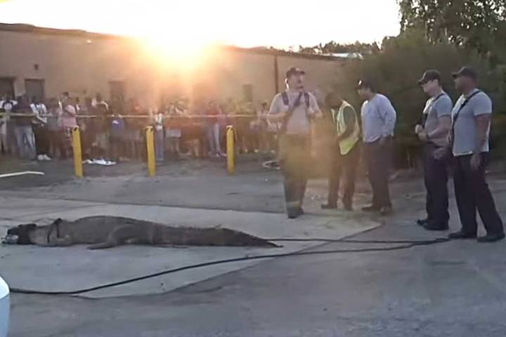 Officials Wrestle Gator Away From McDonald's, And it Didn't Happen in Florida
