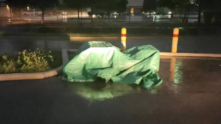 After A Stormy Night, Texas Shelter Staff Find Something In Their Parking Lot That Breaks Their Hearts