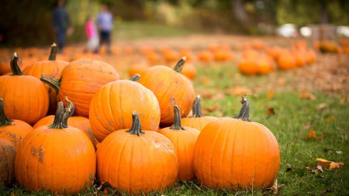 Free pumpkin patch opens at Oxford United Methodist Church