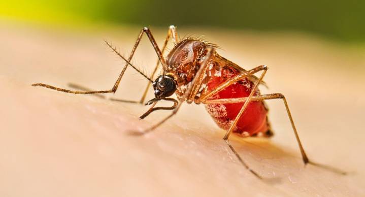 Sonora acumula 868 casos de dengue en lo que va de 2025; Guaymas, el municipio con más registros
