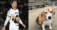 Aaron Ramsey pierde la esperanza de encontrar a su perrita Halo en México