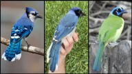 Universal City woman discovers rare hybrid bird in her backyard