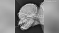 New photos show spooky X-rays of animals at Brookfield Zoo Chicago ahead of Halloween