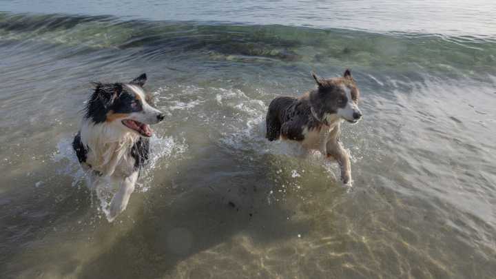 ‘Congratulations on your house, but maybe try a greyhound instead’