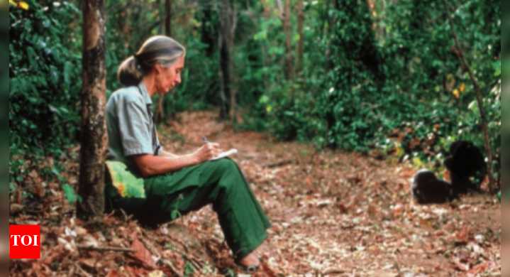Singing in the rain — how Jane Goodall and her chimpanzees changed our world