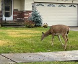 North Olmsted preparing for deer culling season with new resident survey