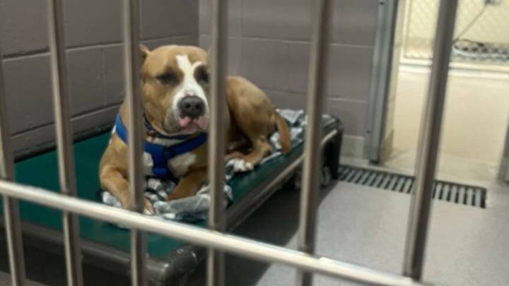 Big-Hearted Connecticut Dog Overlooked For Months Because People Find Him ‘Intimidating’
