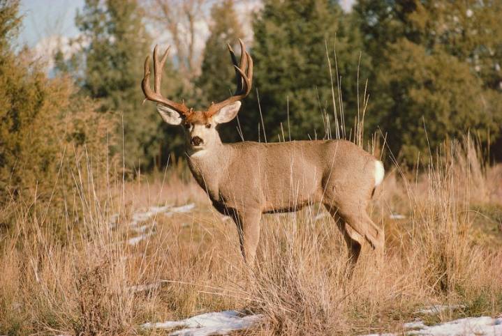 Missouri men charged for headless deer dumped on road