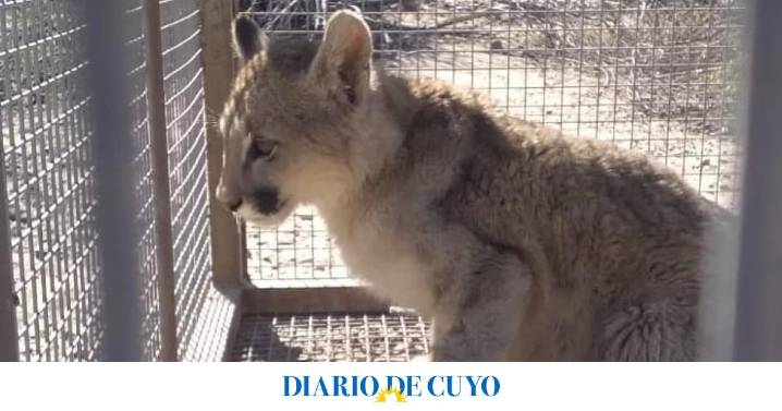 Rescataron a un cachorro de puma que estaba herido cerca de una finca en Zonda