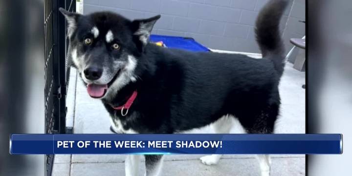 Pet of the Week