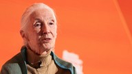 Jane Goodall, wildlife advocate and primate expert, dies at 91
