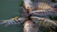Conapesca capacita a 600 mujeres para producción de tilapia