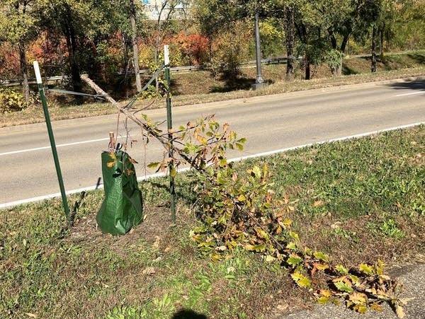 Dozens of recently planted trees in St. Paul are vandalized