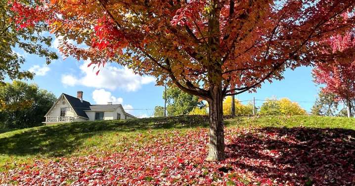 Roseburg homeowners get free leaf pickup, mulch in November