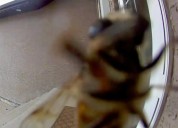 Unexpected Visitors: A Peek Into My Accidental Wildlife Photography.