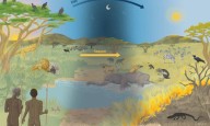 “Comer carroña nos hizo humanos”, según una investigación multidisciplinar
