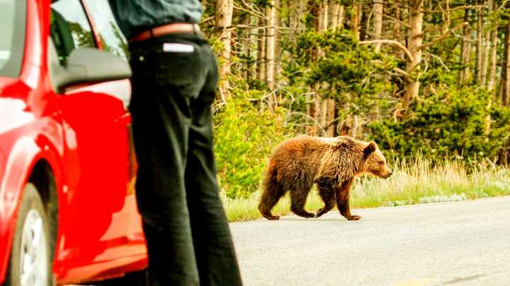 Yellowstone Tourists Keep Testing Their Luck With Bears As Ranger Shortage Continues