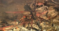 Blast at a Tennessee explosives plant leaves multiple people dead and missing, sheriff says
