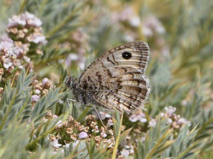 Un 10 % de abejas silvestres y un 15 % de mariposas en Europa, en peligro de extinción