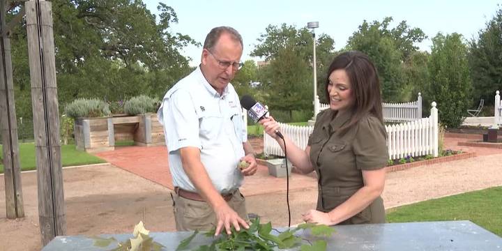 Weekend Gardener: Register now for “Trees for Brazos County” event