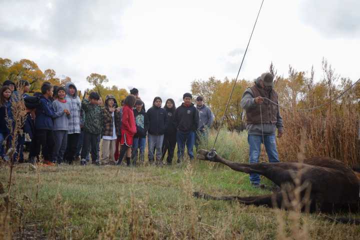 On Wind River Reservation, a buffalo harvest for young and old