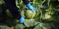 Scientists say eating a plant-based diet could save 15 million deaths and save the environment
