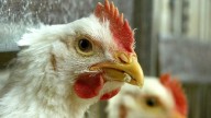 Avian flu found on 5 commercial poultry farms in Manitoba, culls now underway