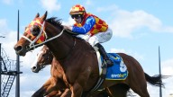 Son of a gun Autumn Boy claims ‘special’ Group 1 Caulfield Guineas triumph for Chris Waller