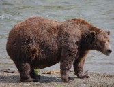 Fat Bear Week 2025: Which weighty brown bear took the crown?