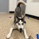 Meet the adorable dogs that are free to adopt in Mass. as shelters reach crisis point