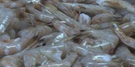 5k lbs. of shrimp seized from unlicensed fisher in Cameron Parish, LDWF says