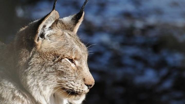 Así es el superdepreador extinto que los ecologistas quieren soltar en el Pirineo catalán