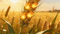 Un solo gen puede triplicar la cosecha de trigo
