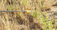 Gardening expert says to scatter one thing on your lawn this month to prevent weeds