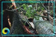Pierde Quintana Roo su árbol más longevo: Muere la ceiba milenaria de Solferino
