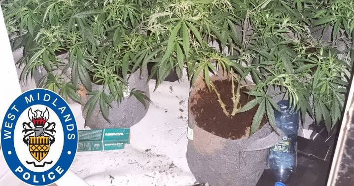 Location of £1million cannabis den revealed by police as man busted inside loft