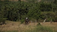 La iniciativa agrícola en Brasil que quiere devolver el verde a Amazonía deforestada