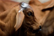 Mexico sees 32% jump in screwworm cases in September as cases move north