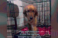 Hearts Break Over Face of ‘Terrified’ Rescue Dog on First Night in New Home