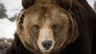 2 hikers attacked by grizzly bear defending cubs