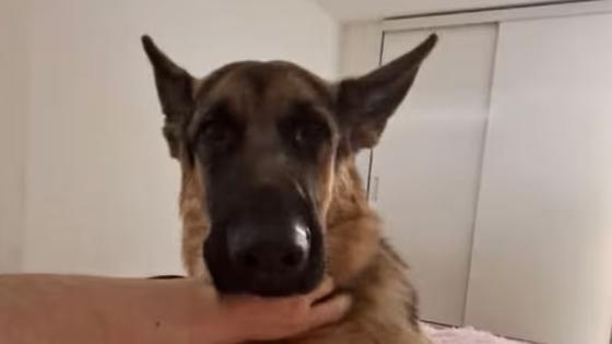Perro quemado por “posesión” en Sincelejo desata indignación