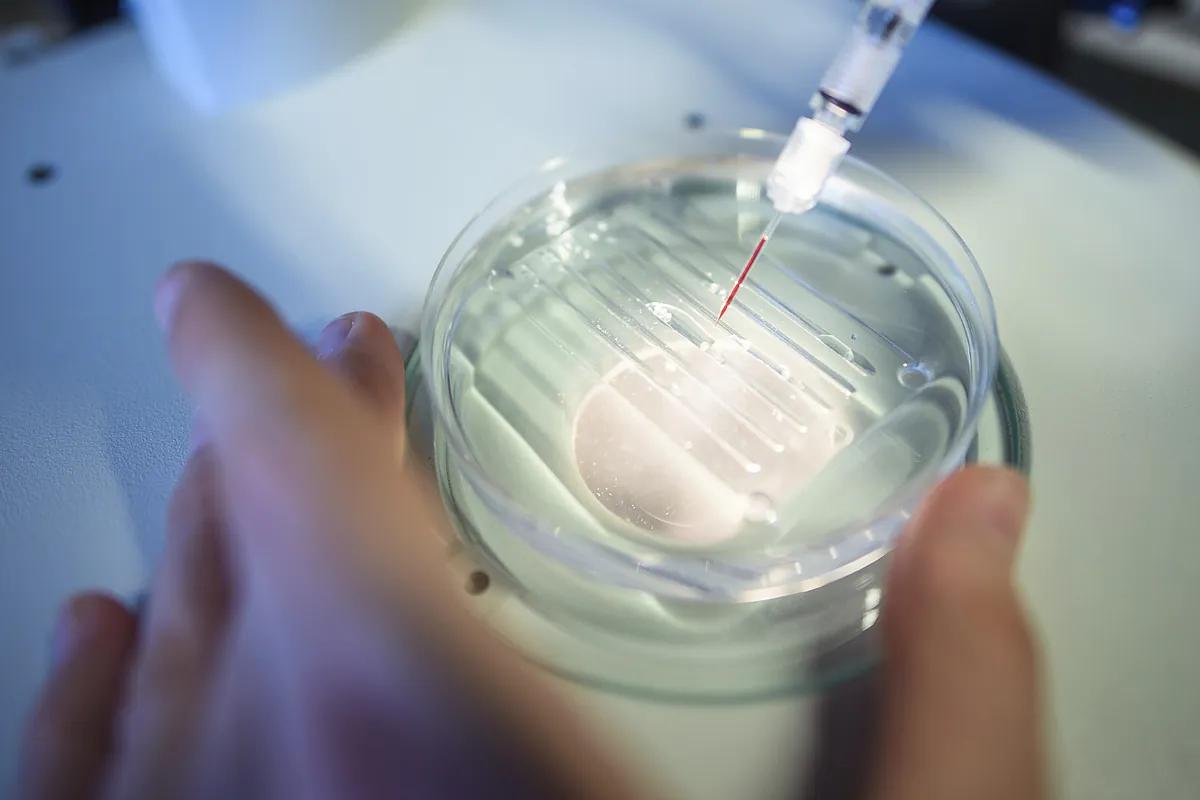 En busca de los genes cromosómicos que dañan el corazón: descubren el gen HMGN1, clave en las cardiopatías del Síndrome de Down
