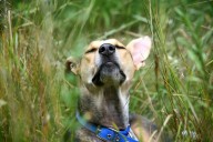 6 ways to give your dog a richer life, from ‘sniffaris’ to sensory gardens