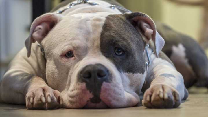 Alarma en Cúcuta por pésimas condiciones de animales comercializados en establecimientos