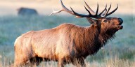 CPW seeking information after multiple elk poached, abandoned in Las Animas County