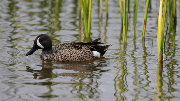 The Bird Flu has been detected in these Indiana counties