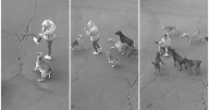 VIDEO | Captan brutal ataque de jauría de perros contra mujer en Ixtapaluca