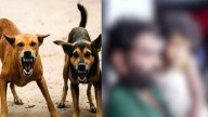 Stray dog bites off three-year-old girl's ear in Kochi, locals beat animal to death