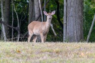 Michigan hunters donated record amount of venison last season